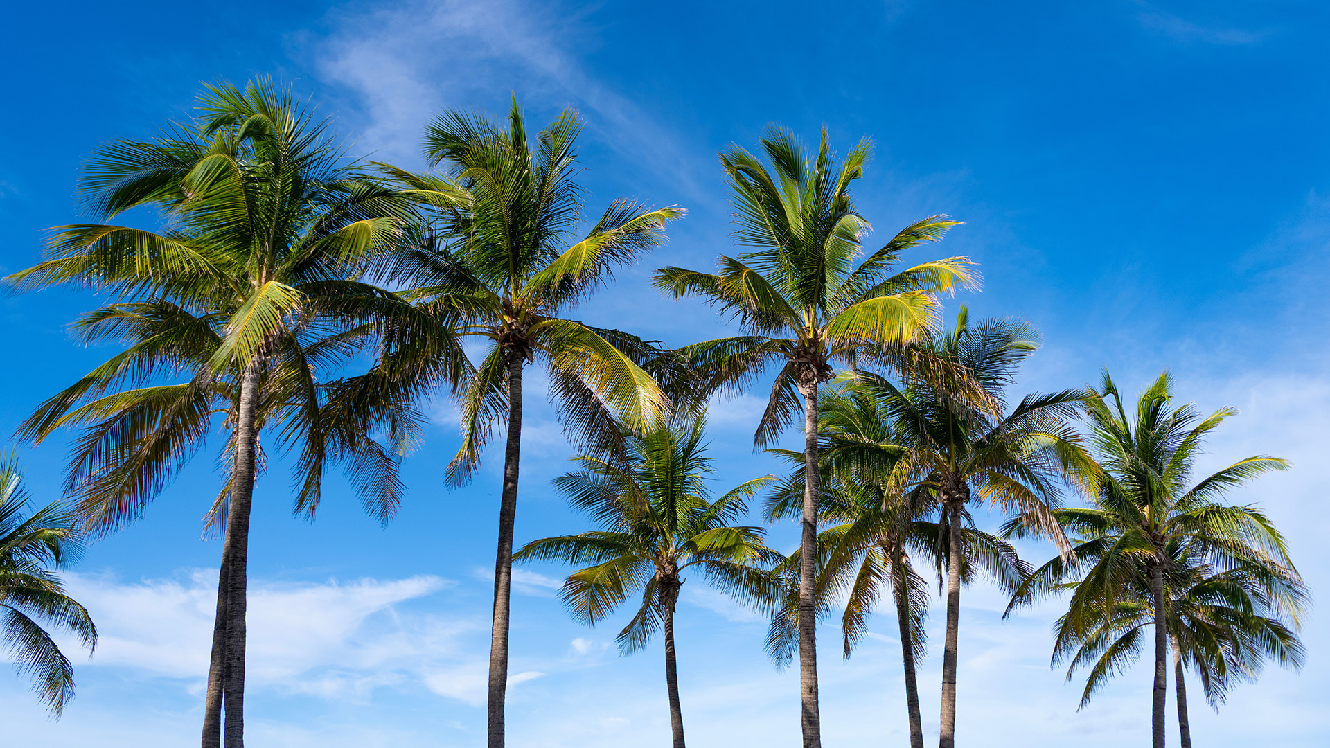 south-florida